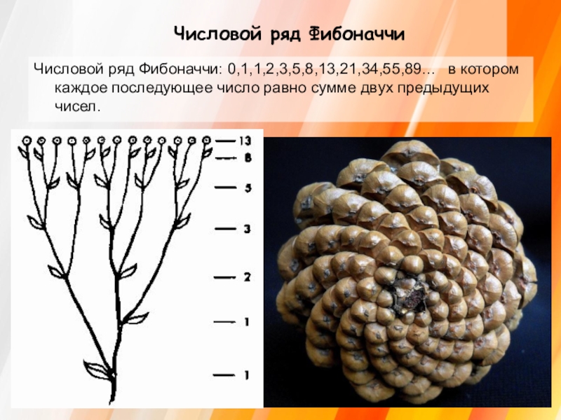 Напиши ряд фибоначчи. Числа Фибоначчи. Числовой ряд Фибоначчи. Ряд Фибоначчи числа. Числа трибоначчи.