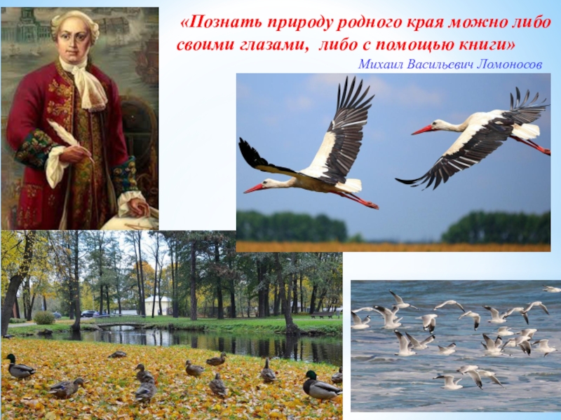 Край можно. Разнообразие природы Донского края. Познаю природу. Красная книга природа родного края. Увидеть и познать свой край.