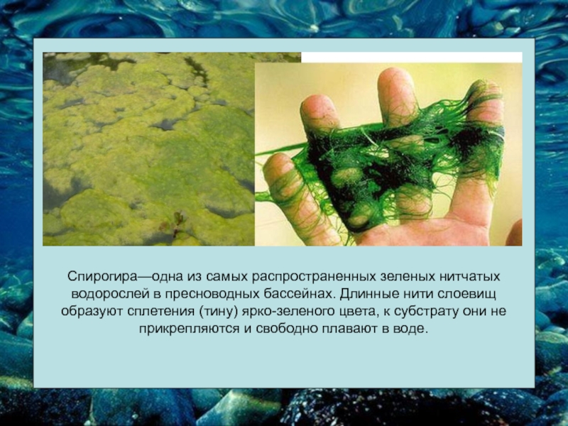 В результате чего образуются водоросли. Многоклеточная нитчатая зелёная водоросль спирогира. Харовой водоросли спирогиры. Зелёная водоросль спир. Спирогира среда обитания.