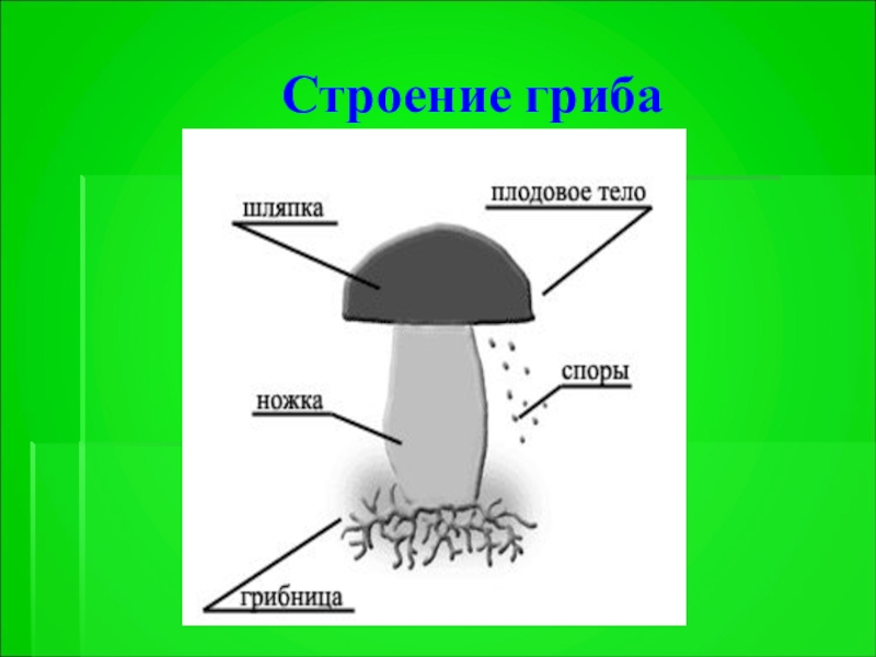 Схема гриба 3 класс окружающий мир