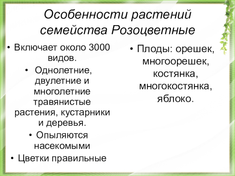 Класс двудольные растения семейства крестоцветные и розоцветные 6 класс презентация