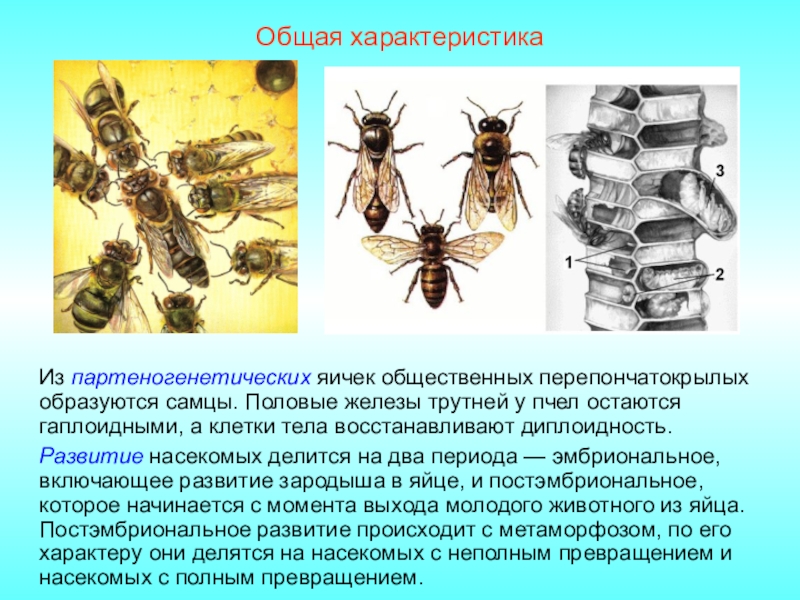 Рассмотрите рисунок на котором представлена схема постэмбрионального развития комнатной мухи