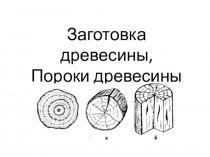 Презентация по технологии на тему Заготовка древесины, пороки древесины.  (6 класс)