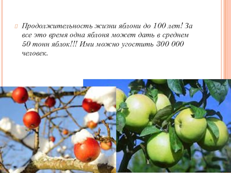 Сорт яблони долго фото и описание