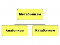 Обмен веществ и энергии