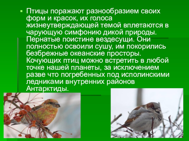 Поражает своим разнообразием. Покажи всех кочующих птиц. Сообщение по теме птицы Волгоградской области презентация. Информационный бюллетень «мир птиц».