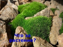 Презентация к уроку биологии 5 класс. Тема Мхи, строение, среда обитания и значение в природе и жизни человека