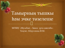 Тамырның тышкы һәм эчке төзелеше