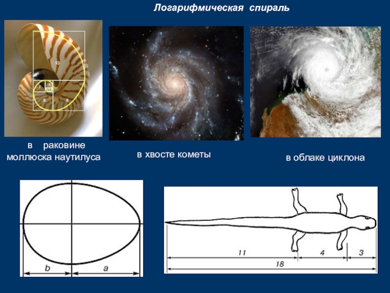 Логарифмическая спираль проект