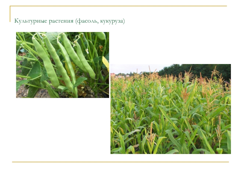 злаковые зернобобовые культуры. культурные растения фасоль. проект на тему бобовые растения. горох нут бобы. кормовые бобы.