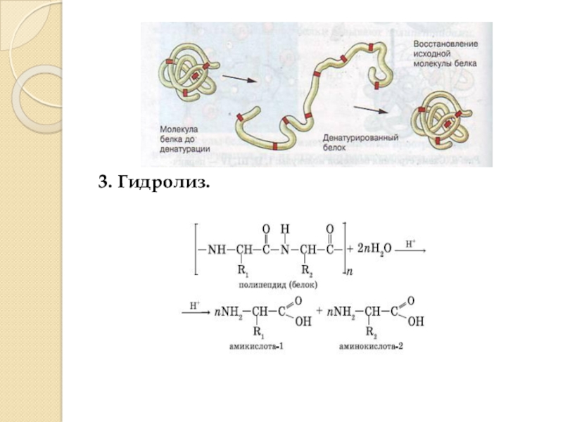 Приведите схему гидролиза белка