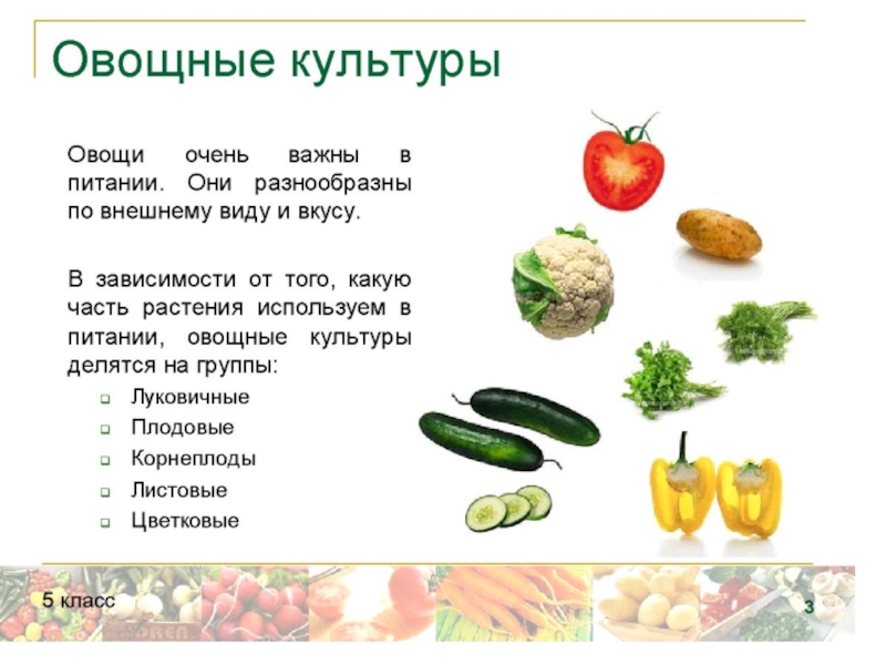 Реферат: Пищевая ценность овощей 2
