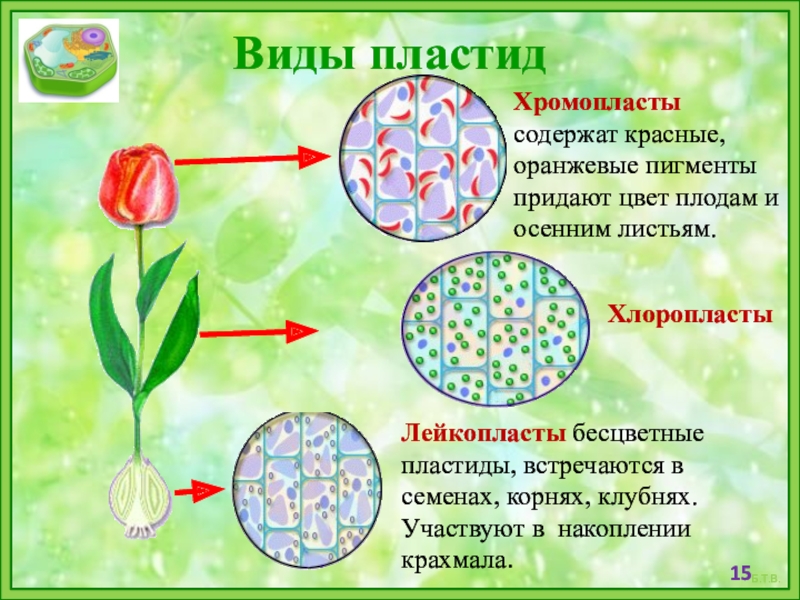 Хромопласты в клетке рисунок