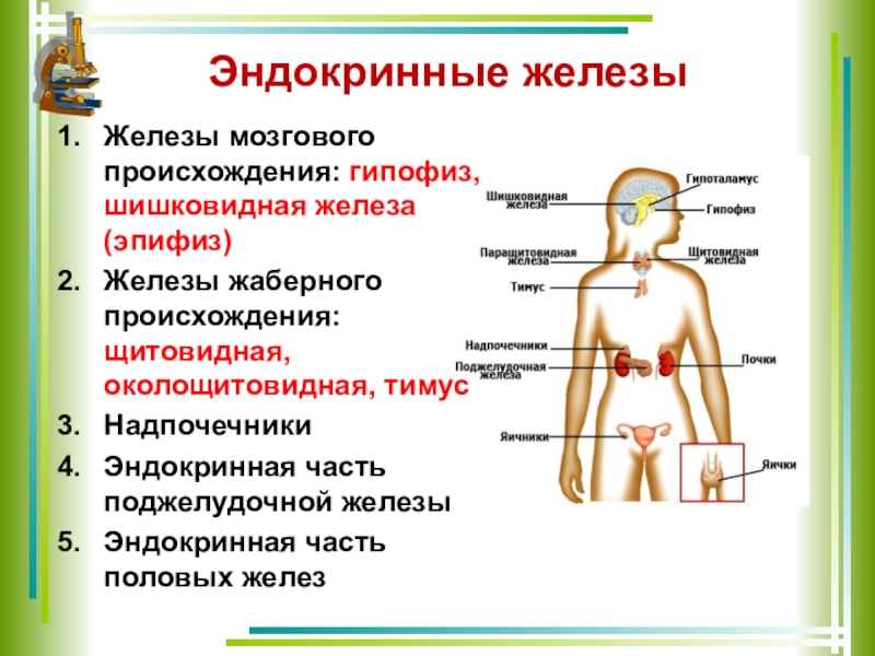 Биология 8 класс презентация железы