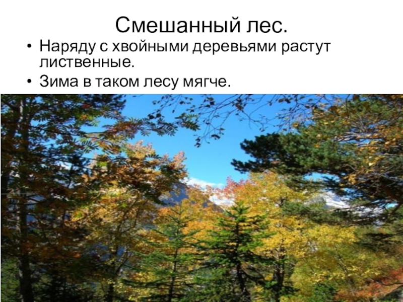 Зона лесов окружающий. Проект по окружающему миру леса России. Леса России 4 класс окружающий мир. Презентация на тему леса России. По окружающему миру тема леса России.