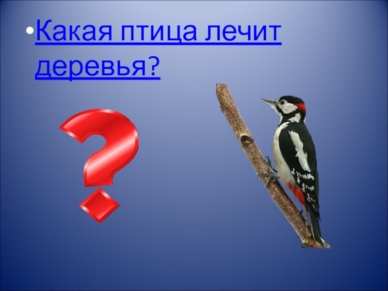 Какие птицы лечат лес. Какая птица лечит деревья. Птица которая лечит деревья. Написать буквы как лечить птичка.