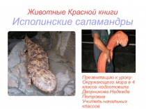 Презентация к уроку окружающего мира Животные Красной книги - Исполинские саламандры