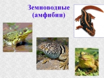 Презентация по биологии на тему: Земноводные