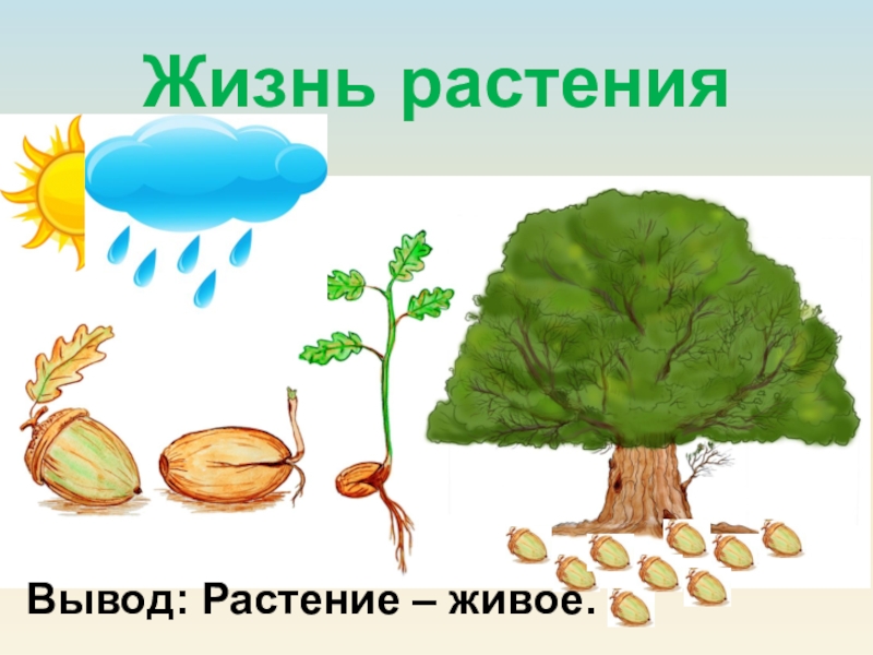 Окружающий мир живешь. Как живут растения. Как живут расы. Как живут растения 1 класс презентация. Как живут растения картинки.