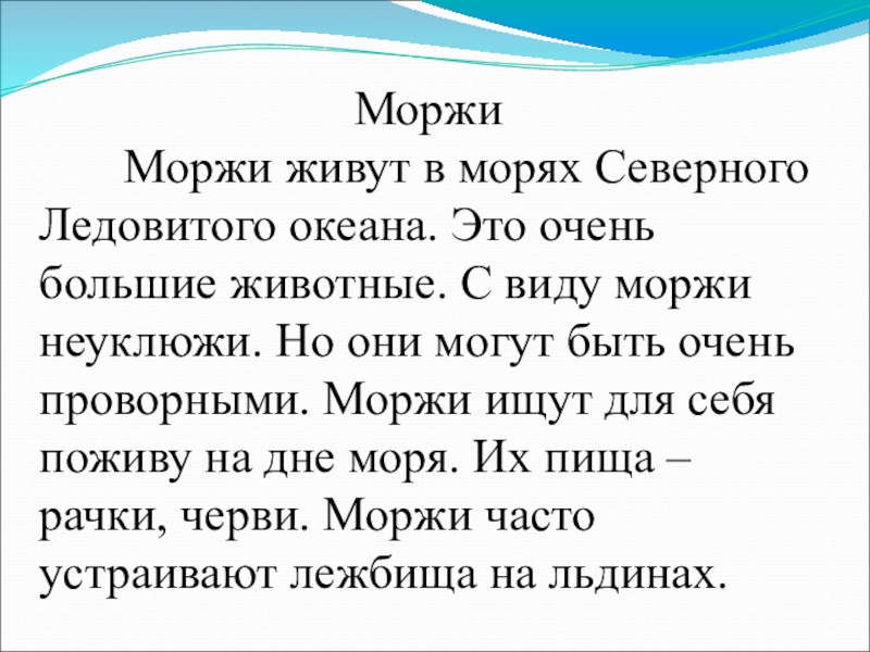 Списывание 4 класс. Текст про моржа. Текст для списывания моржи. Большой текст для списывания. Текст для списывания большой текст.