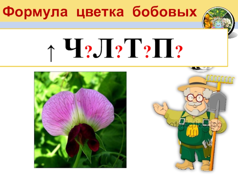 Формула цветка бобовых↑ Ч(5)Л1+2+(2)Т(9) +1П1 ↑ Ч?Л?Т?П?