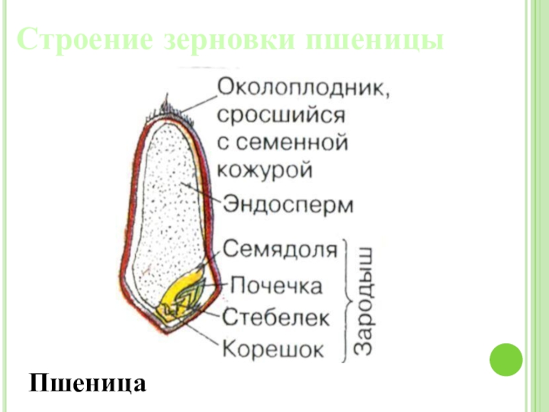 Строение зерновки. Зерновка пшеницы схема. Строение зерновки пшеницы 6 класс биология. Внешний вид зерновки пшеницы. Строение пшеницы рисунок с подписями.