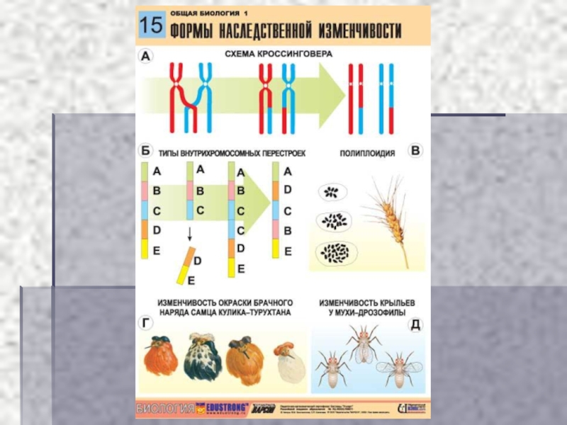 Игра презентация по биологии 10 класс