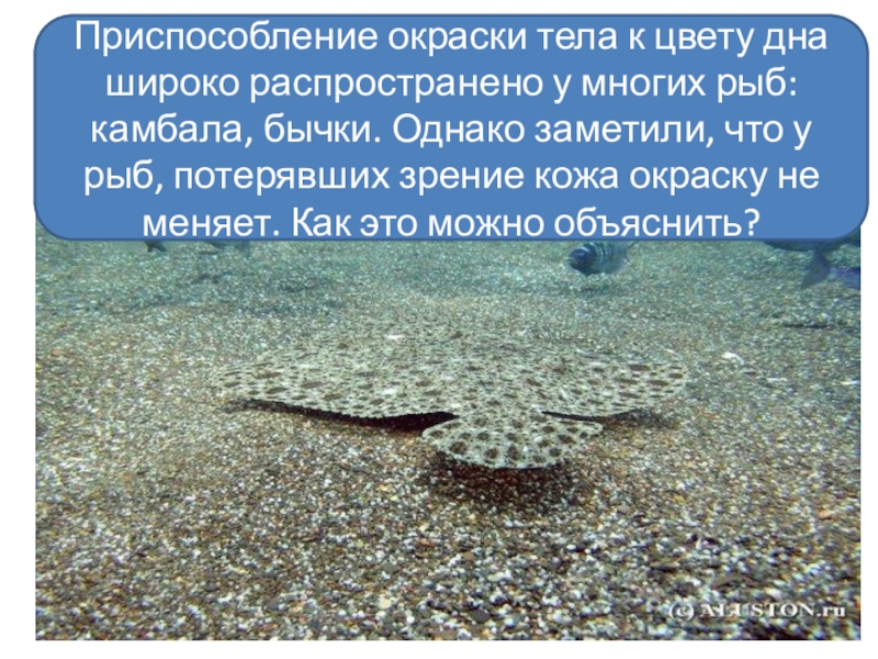 Приспособления рыб к условиям обитания значение рыб презентация