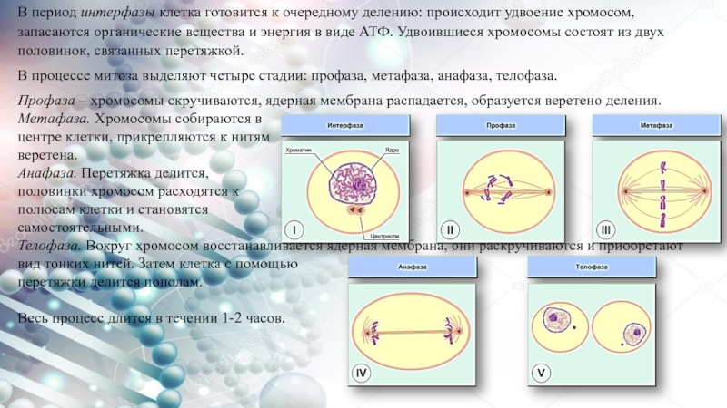 Интерфаза клетки