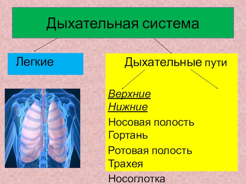 Легкие значение кратко. Дыхательная система легкие. Органы дыхания для презентации. Презентация на тему легкие человека. Лёгкие человека для презентации.