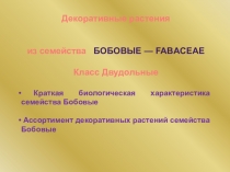 Презентация по теме Декоративные растения семейства Бобовые