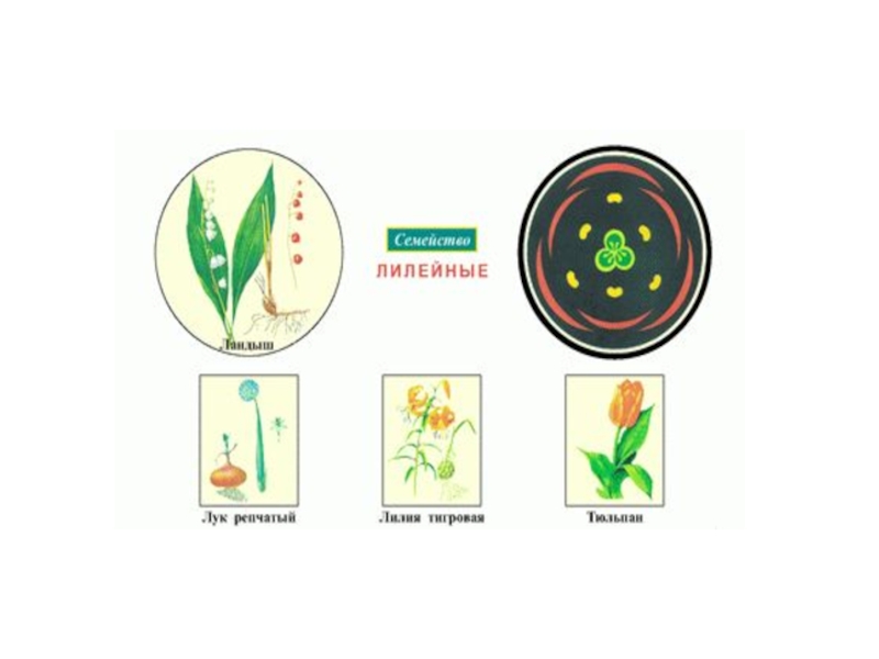 Значение семейства лилейные в жизни человека. Диаграмма семейства лилейных. Карточки-определители семейства Лилейные. Семейство Лилейные медоносы. Ребус Лилейные.