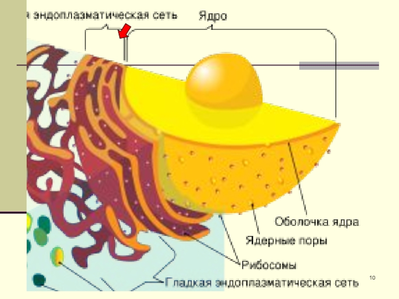 Ядерная мембрана рисунок