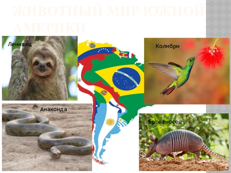 Кто живет в южной америке животные. Обитатели Южной Америки. Южная Америка животные и растения. Животный мир Южной Америки презентация. Животные мир Южной Америки.