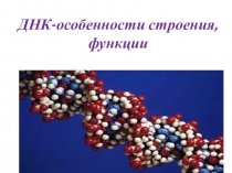 Презентация по биологии Строение ДНК