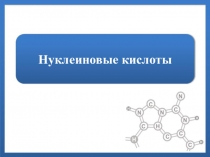 Презентация по биологии на тему Нуклеиновые кислоты