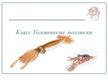 Презентация по биологии по тему: ,,Головоногоие моллюски.”