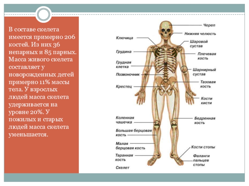 Особенности соединений скелета. Кости и их соединения анатомия. Система костей и их соединений. Скелет строение состав. Строение скелета соединения.