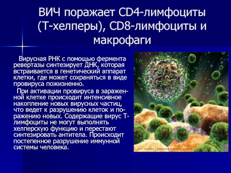 ВИЧ поражает CD4-лимфоциты (Т-хелперы), CD8-лимфоциты и макрофаги    Вирусная РНК с помощью фермента ревертазы синтезирует