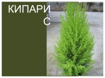 Презентация Кипарис 6 класс