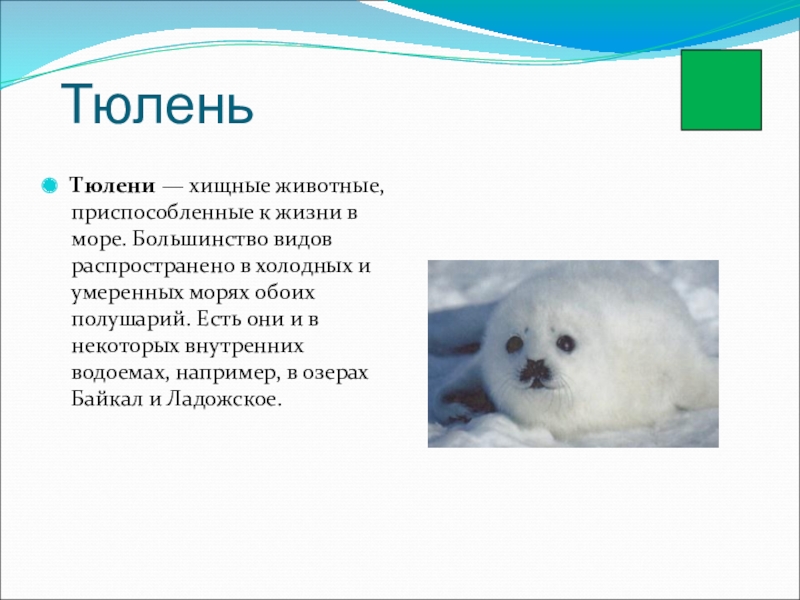 Как животные приспособились к жизни в антарктиде. Рассказ про тюленя 4 класс окружающий мир. Сообщение о тюлене. Тюлень краткая информация. Доклад про тюленя.