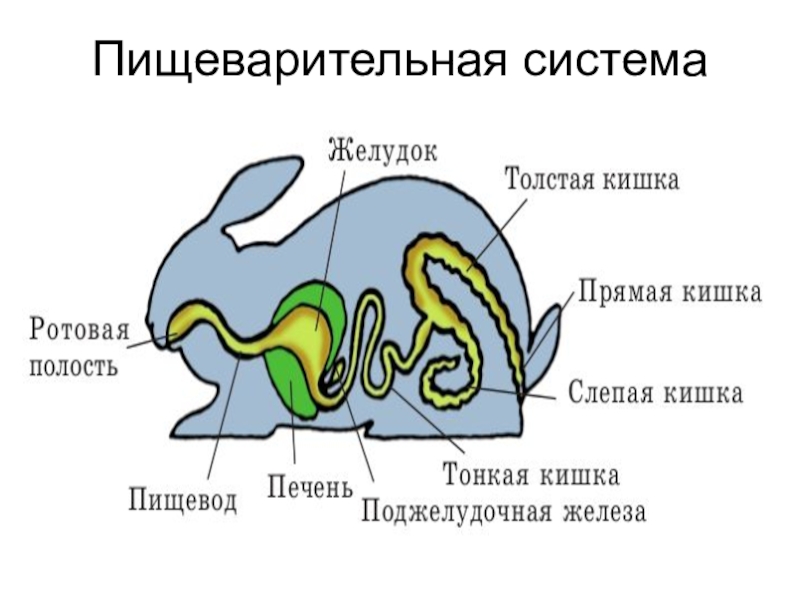 Презентация внутреннее строение млекопитающих 8 класс