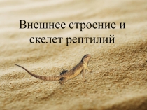 Презентация по биологии на тему Внешнее строение и скелет рептилий (7 класс)