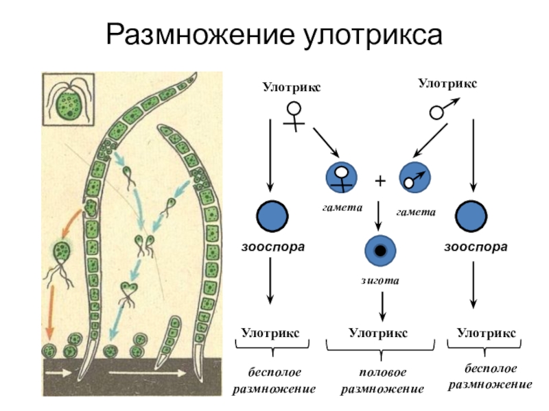 Определи какой цифрой на рисунке обозначена женская гамета