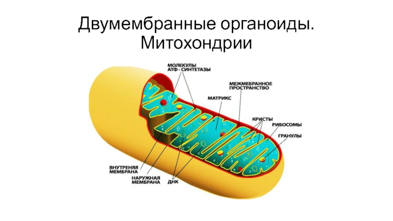 Атф растительной клетки. Двумембранные клетки митохондрии\. Двумембранные органеллы клетки схема. Синтез АТФ структура клетки. Двумембранные органоиды клетки митохондрии.