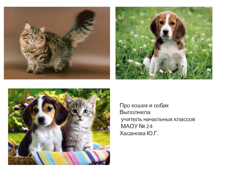 Презентация Презентация по окружающему миру на тему Про кошек и собак