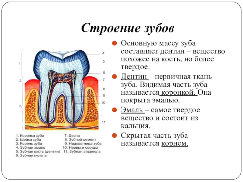 Тип строения зуба. Строение зуба дентин анатомия. Дентин и цемент зуба строение функции. Зубы строение и функции.
