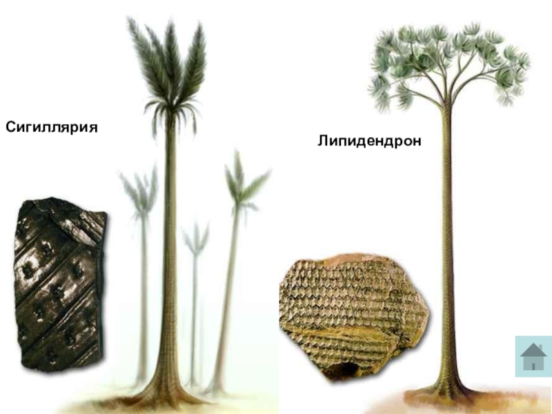 На рисунке изображены отпечатки листа семени и реконструкция