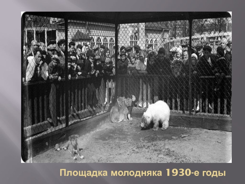 На площадке молодняка играли 5. Площадка молодняка Чаплиной. Площадка молодняка в Московском зоопарке. Площадка молодняка в Ленинградском зоопарке в 60-е годы.