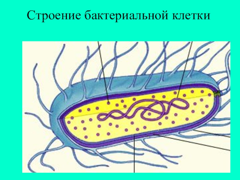 Бактерия рисунок по биологии